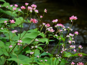 DSCN0502