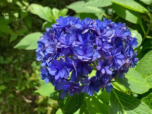 IMG_2329