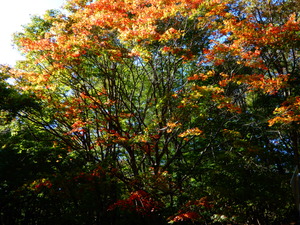 DSCN0005