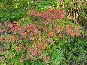 DSCN0023