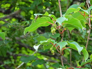 DSCN9497