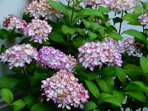 DSCN0048