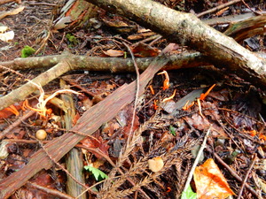 DSCN0284