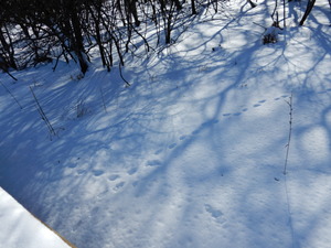 DSCN8655
