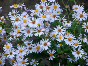DSCN0430