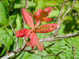 DSCN0795