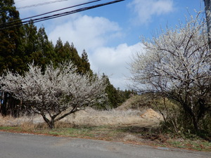 DSCN9506