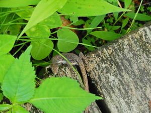 DSCN0081