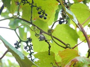 DSCN0451