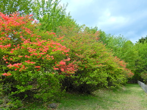 DSCN9942