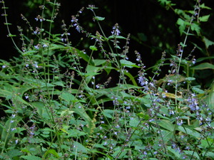 DSCN0535