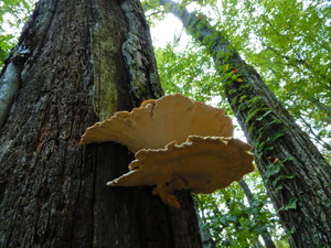 DSCN0982