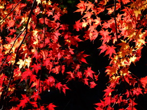 DSCN0353