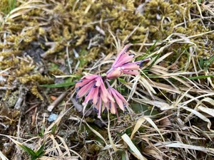 IMG_8976