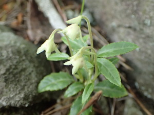 P6060016