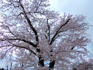 DSCN9743