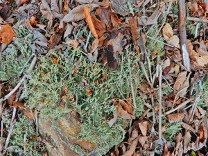 DSCN0095