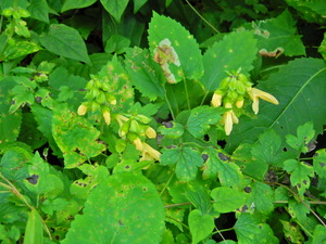 DSCN0518