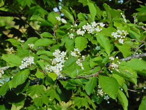 DSCN0300