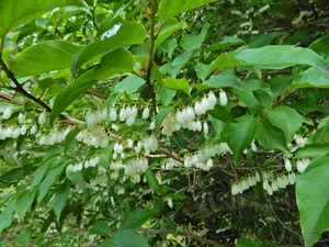 DSCN9780
