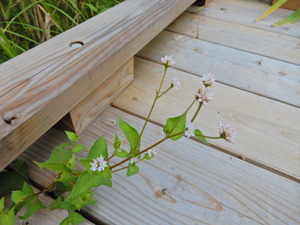 DSCN0988