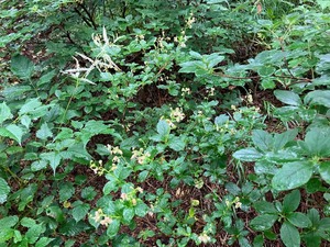 IMG_1198