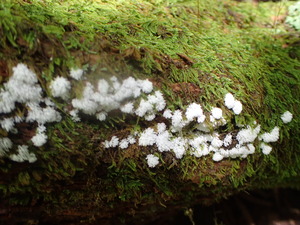 P8224090