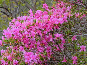 DSCN0113