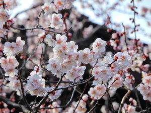 DSCN9437