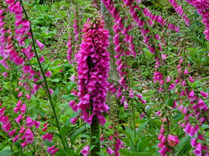 DSCN9739