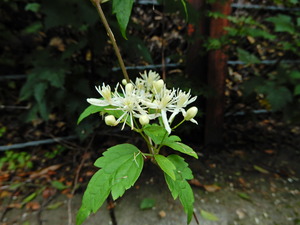 DSCN9764