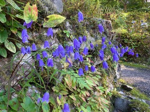 IMG_2948