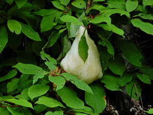 DSCN0090