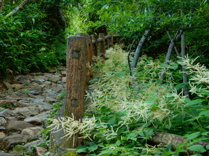 DSCN9541