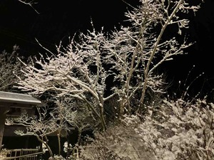 IMG_0610
