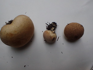 P9301361