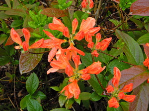 DSCN9606