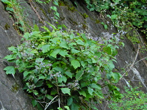DSCN0532