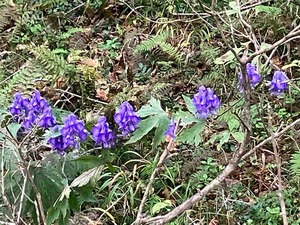 IMG_5979