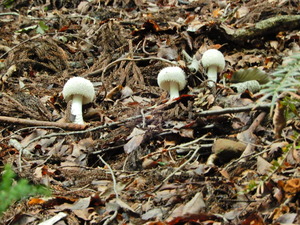 DSCN0559