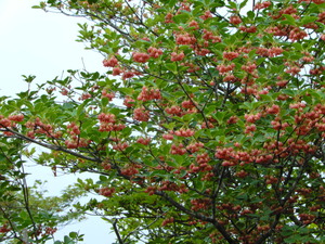 DSCN9629