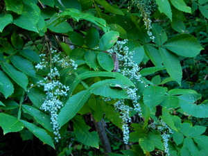DSCN0698