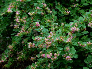 DSCN0713