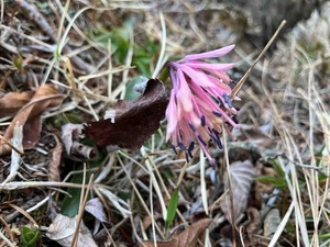 IMG_8978