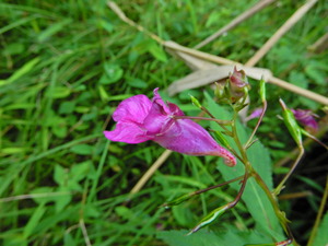 DSCN0271