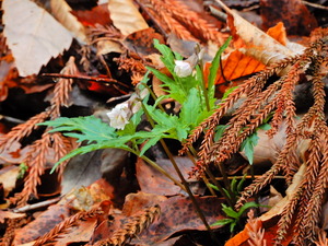 DSCN0166