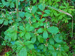 DSCN0184