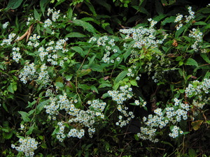 DSCN9554