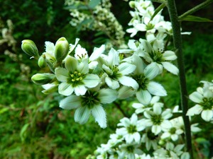 DSCN0628