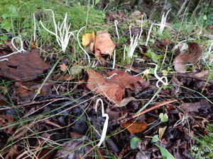 DSCN0379